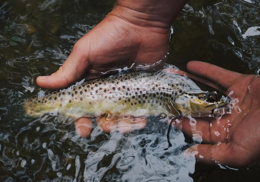Fisherman washing fish in river.