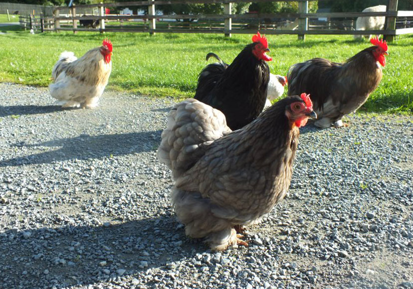 Chickens walking along path at Glendeer Pet Farm.